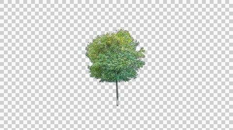 Real tree isolated on the wind 4 Stock Footage 48141804