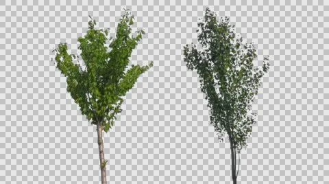 Real Tree Isolated On The Wind 40 Video stock 57309523