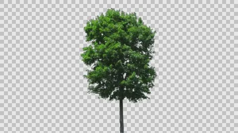 Real Tree Isolated On The Wind 40 Stock Footage 64116515