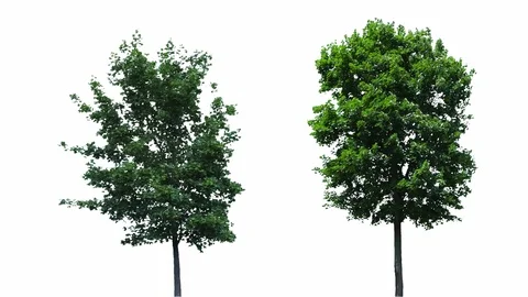 Real Tree Isolated On The Wind 40-43 MIX on white background Stock Footage 96223039