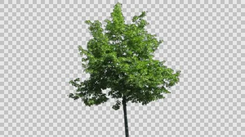 Real Tree Isolated On The Wind 41 Stock Footage 63410133