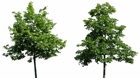 Real Tree Isolated On The Wind 41-42 MIX on white background Video stock 96223464