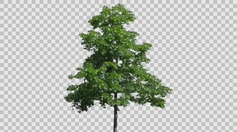 Real Tree Isolated On The Wind 42 Stock Footage 63421218