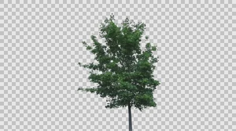 Real Tree Isolated On The Wind 43 Stock Footage 64121287