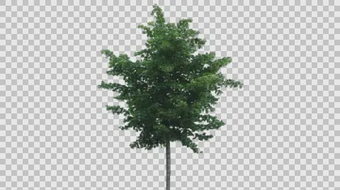 Real Tree Isolated On The Wind 44 Stock Footage 64125583