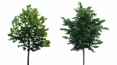 Real Tree Isolated On The Wind 44-45 MIX on white background Stock Footage 96223762