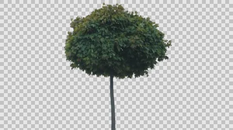 Real Tree Isolated On The Wind 47 Autumn Stock Footage 56532058