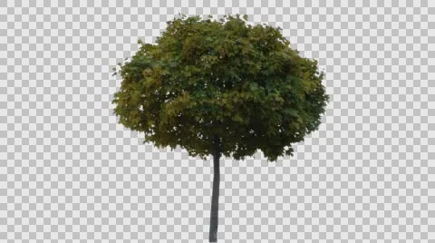 Real Tree Isolated On The Wind 49 Autumn Stock Footage 56658353