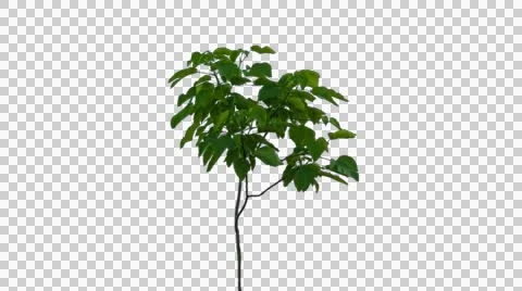 Real tree isolated on the wind 5 Stock Footage 52300483