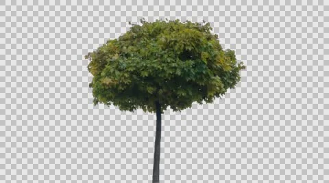 Real Tree Isolated On The Wind 50 Autumn Stock Footage 56533653