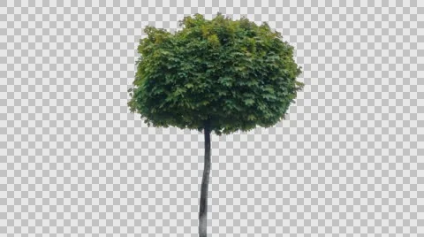 Real Tree Isolated On The Wind 51 Autumn Video stock 56534198