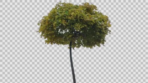 Real Tree Isolated On The Wind 52 Autumn Stock Footage 56628591