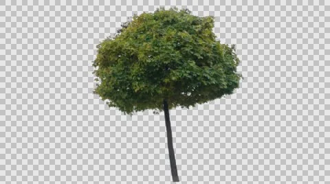 Real Tree Isolated On The Wind 53 Autumn Stock Footage 56753619