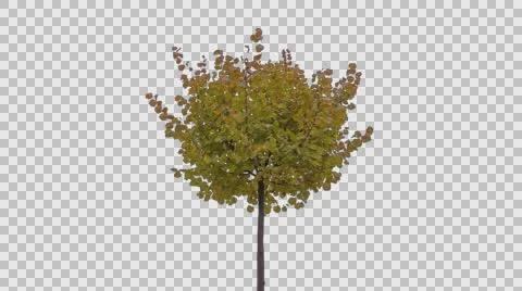 Real Tree Isolated On The Wind 54 Autumn Stock Footage 56692396