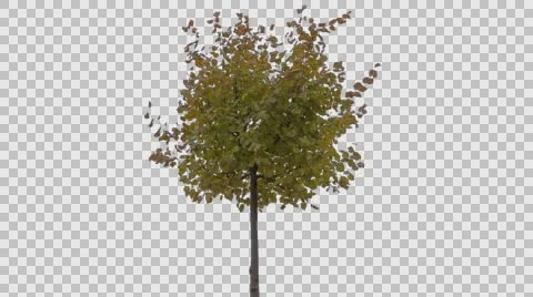 Real Tree Isolated On The Wind 55 Autumn Stock Footage 56691887