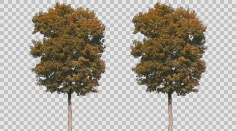 Real Tree Isolated On The Wind 56 Autumn Stock Footage 59755357