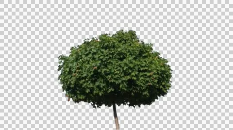 Real Tree Isolated On The Wind 6 Video stock 55047530