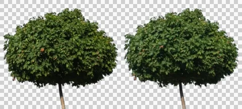 Real Tree Isolated On The Wind 6-7 Stock Footage 55088461