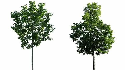 Real Tree Isolated On The Wind 61-65 MIX on white background Video stock 96224071