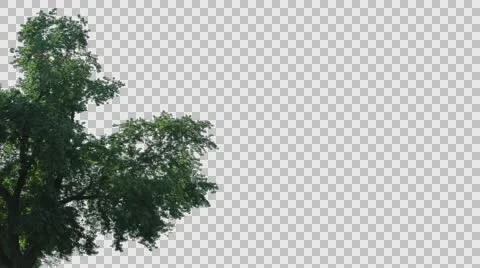 Real Tree Isolated On The Wind 62 Stock Footage 64735312