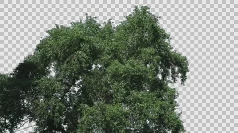 Real Tree Isolated On The Wind 63 Stock Footage 64739328