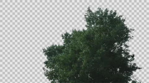 Real Tree Isolated On The Wind 64 Stock Footage 64739779