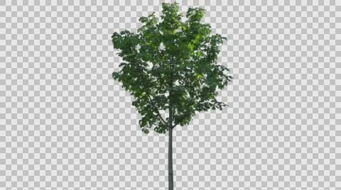 Real Tree Isolated On The Wind 65 Stock Footage 65024926