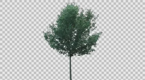 Real Tree Isolated On The Wind 66 Stock Footage 65024381