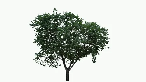 Real Tree isolated on the wind 67 white background Stock Footage 93601944