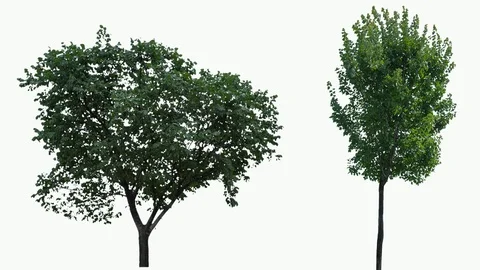 Real Tree isolated on the wind 67-71 MIX on white background Stock Footage 93855166