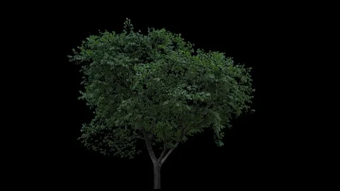 Real Tree isolated on the wind 67 Stock Footage 94975671