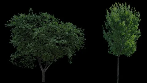 Real Tree isolated on the wind 67-71 MIX Stock Footage 94975828