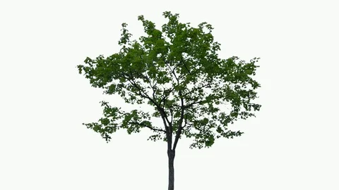Real Tree isolated on the wind 68 on white Stock Footage 93604132