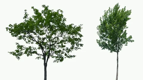 Real Tree isolated on the wind 68-72 MIX on white background Stock Footage 93856339