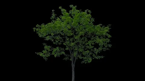 Real Tree isolated on the wind 68 Stock Footage 94899097