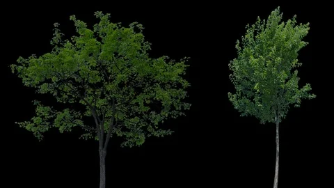 Real Tree isolated on the wind 68-72 MIX Stock Footage 94976150