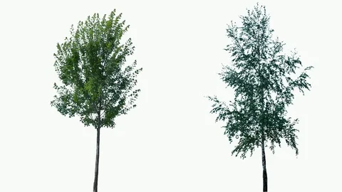 Real Tree isolated on the wind 69-70 MIX on white background Stock Footage 93854137