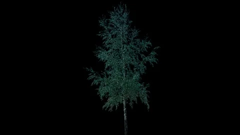 Real Tree isolated on the wind 69 Stock Footage 94975693