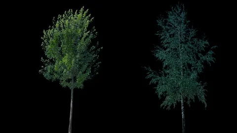 Real Tree isolated on the wind 69-70 MIX Stock Footage 94977535