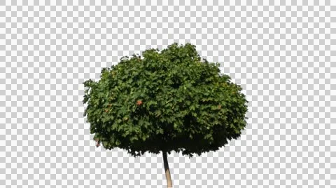 Real Tree Isolated On The Wind 7 Stock Footage 55047646