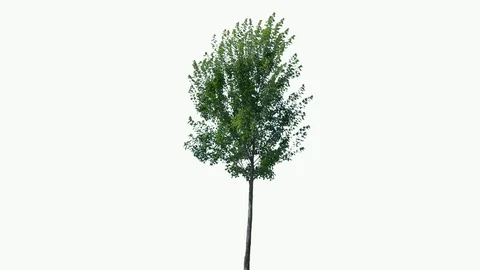 Real Tree isolated on the wind 70 on white background Video stock 93854002