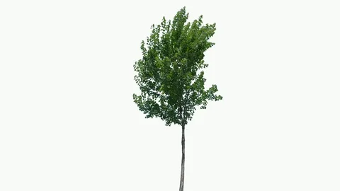 Real Tree isolated on the wind 72 on white background Stock Footage 93856094