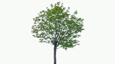 Real Tree isolated on the wind 73 on white background Stock Footage 93857295