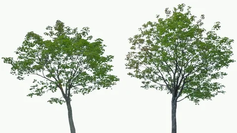 Real Tree isolated on the wind 73-74 MIX on white background Stock Footage 93859979