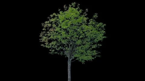 Real Tree isolated on the wind 73 Stock Footage 94902590