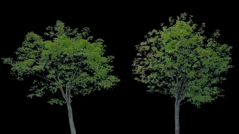 Real Tree isolated on the wind 73-74 MIX Stock Footage 94977933