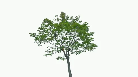 Real Tree isolated on the wind 74 on white background Stock Footage 93859734