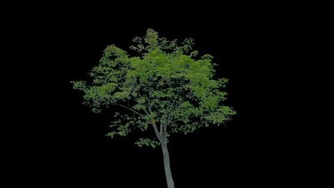 Real Tree isolated on the wind 74 Stock Footage 94902703