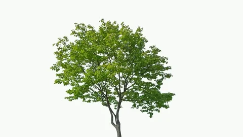 Real Tree isolated on the wind 75 on white background Video stock 93870561