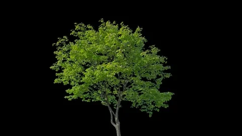 Real Tree isolated on the wind 75 Stock Footage 94977876